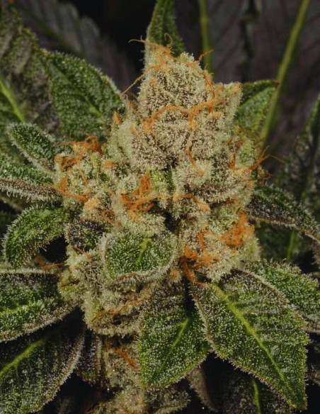 Sugar Biscuits (Archive Seed) 🍪 Génétique Cookie d’élite