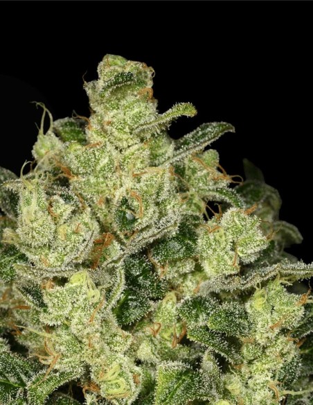 Trunk Funk (Archive Seed) 🦨 Croisement White Tahoe Cookies