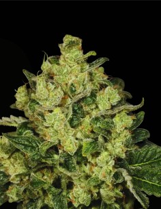 Trunk Funk (Archive Seed) 🦨 Croisement White Tahoe Cookies 2