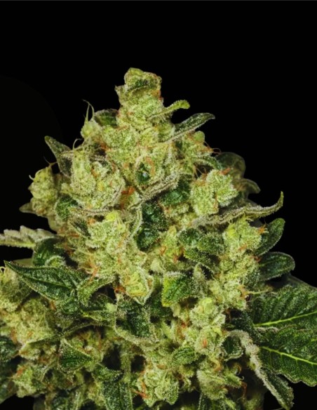 Trunk Funk (Archive Seed) 🦨 Croisement White Tahoe Cookies