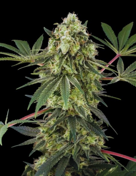 Acai Bacio (White Label Seeds) 🍹 Tropical Calm