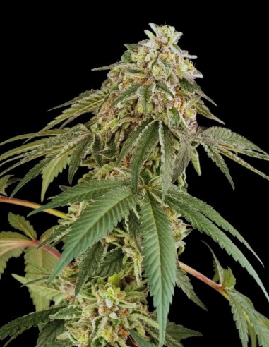 Papaya Roll (White Label Seeds) 🥭 Exotic Sativa Energy