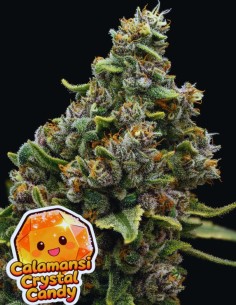 Calamansi Crystal Candy (Anesia Seeds) 🍋 Citrus Powerhouse