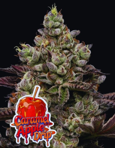 Caramel Apple Drip (Anesia Seeds) 🍎 Extreme Dessert Power