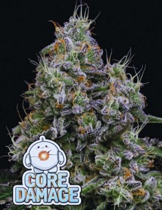 Core Damage (Anesia Seeds) 🔥 Fuel Flavor Beast
