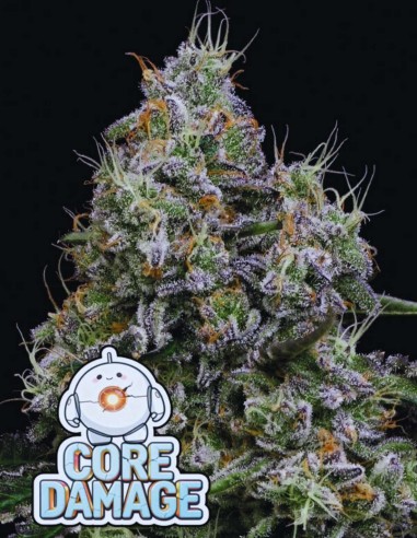Core Damage (Anesia Seeds) 🔥 Fuel Flavor Beast