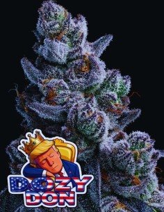 Dozy Don (Anesia Seeds) 👑 Premium Kush Authority