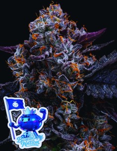Free Blueberry Nation (Anesia Seeds) 🫐 Extreme Berry Power