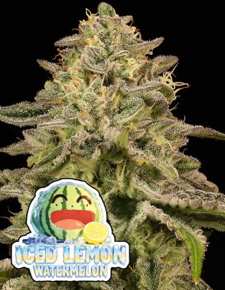 Iced Lemon Watermelon (Anesia Seeds) 🍉 Icy Citrus Flavor