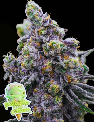 Pistachio Snow Cream (Anesia Seeds) 🥜 Creamy Indica Force