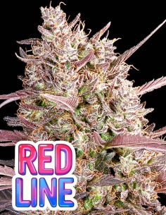 Redline (Anesia Seeds) 🏁 Powerful Feminized Seeds