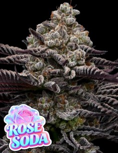 Rose Soda (Anesia Seeds) 🍒 Cherry Soda Luxury