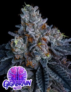 Giga Brain Auto (Anesia Seeds) 🧠 Ultra-Potent Autoflower