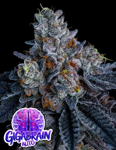 Giga Brain Auto (Anesia Seeds) 🧠 Ultra-Potent Autoflower
