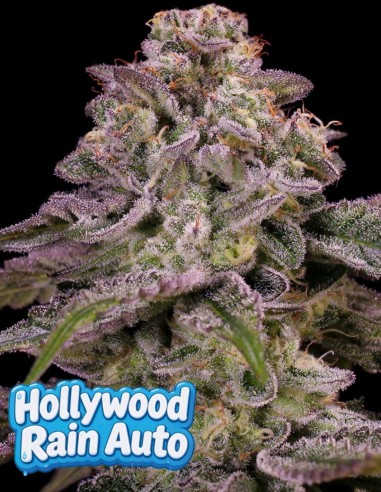 Hollywood Rain Auto (Anesia Seeds) 🌧️ Compact And Potent