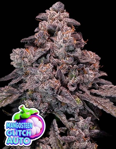 Mangosteen Glitch Auto (Anesia Seeds) 🥭 Intense Euphoric