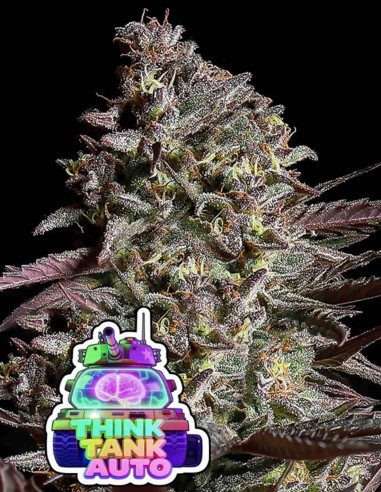 Think Tank Auto (Anesia Seeds) ⚡ Fast & Potent Autoflower