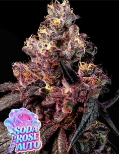 Soda Rose Auto (Anesia Seeds) 🍒 Cherry Soda Flavor Hit