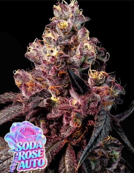 Soda Rose Auto (Anesia Seeds) 🍒 Cherry Soda Flavor Hit