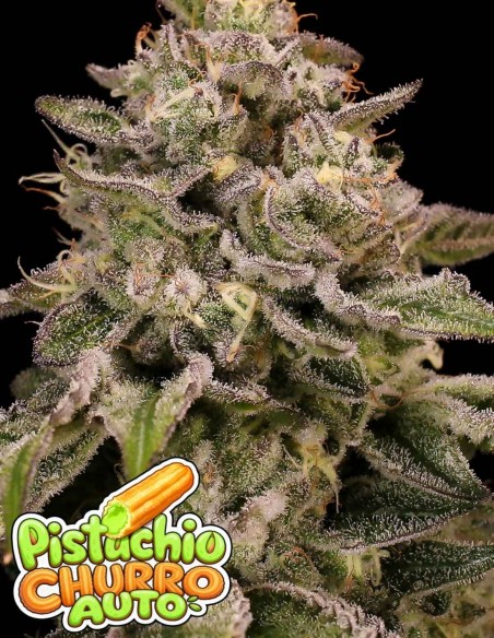 Pistachio Churro Auto (Anesia Seeds) 🥜 Dessert Terpene