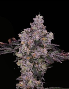 Zsunami Regular (Archive Seed) 🌊 Semi ibridi con profondità