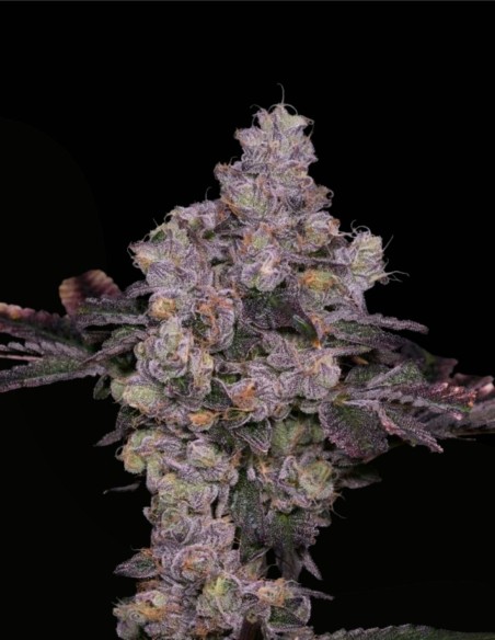 Zsunami Regular (Archive Seed) 🌊 Semi ibridi con profondità