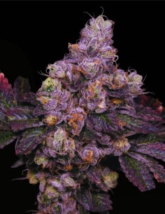 Zsunami Regular (Archive Seed) 🌊 Semi ibridi con profondità 2