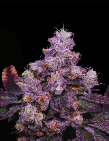 Zsunami Regular (Archive Seed) 🌊 Semi ibridi con profondità