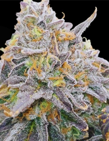 Zowahh Fresca (Karma Genetics) ❄️ Candy-Forward Feminized