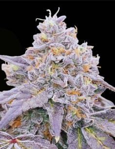 Zowahh Fresca (Karma Genetics) ❄️ Candy-Forward Feminized 2