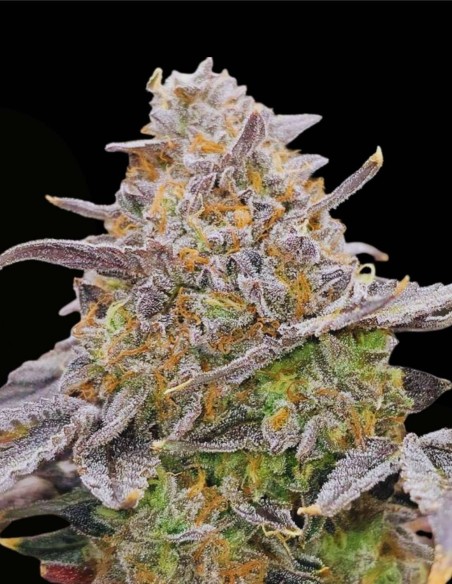 Zowahh Fresca (Karma Genetics) ❄️ Candy-Forward Feminized