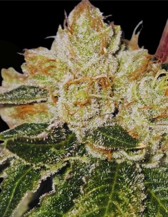 Valley Banger (Karma Genetics) 🌲 Gas de pin classique