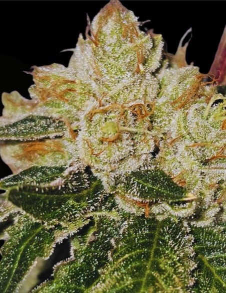 Valley Banger (Karma Genetics) 🌲 Gas de pin classique