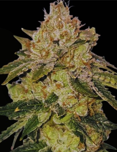 Valley Banger (Karma Genetics) 🌲 Gas de pin classique