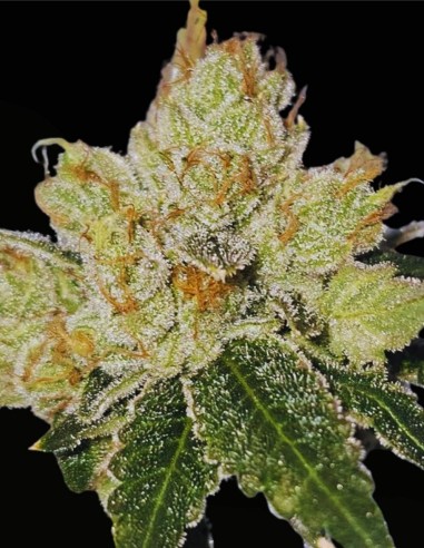 Valley Banger (Karma Genetics) 🌲 Gas de pin classique