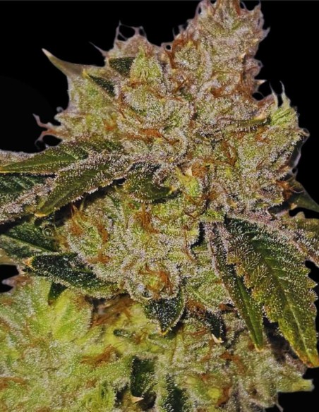 Valley Banger (Karma Genetics) 🌲 Gas de pin classique