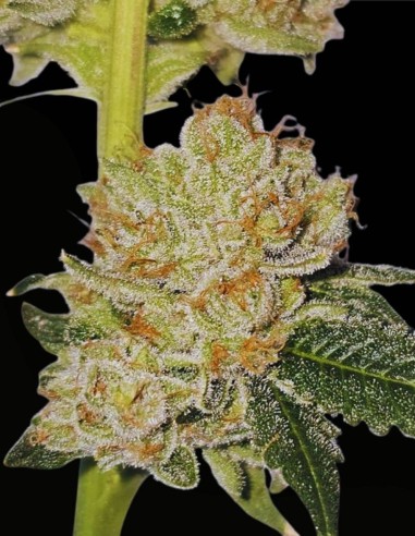 Valley Banger (Karma Genetics) 🌲 Gas de pin classique