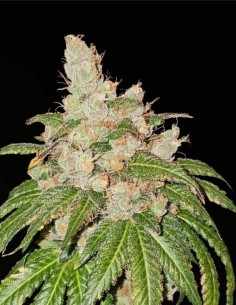 95 Banger (Karma Genetics) ⛽️ Puissance OG gazeuse