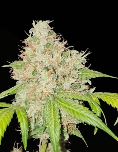 95 Banger (Karma Genetics) ⛽️ Puissance OG gazeuse 2