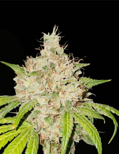 95 Banger (Karma Genetics) ⛽️ Puissance OG gazeuse