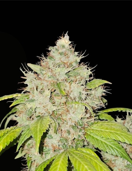 95 Banger (Karma Genetics) ⛽️ Puissance OG gazeuse