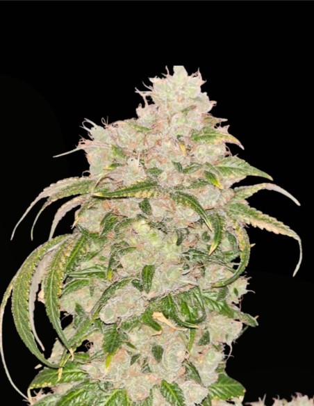 95 Banger (Karma Genetics) ⛽️ Puissance OG gazeuse