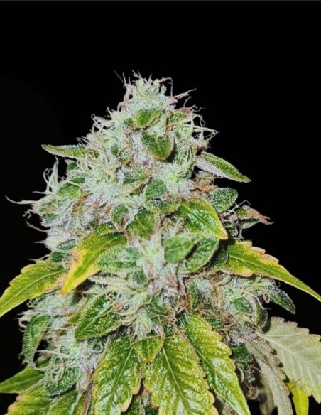 Sweets Biker Regular (Karma Genetics) 🏍️ Potencia y Aroma
