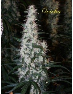 Orisha