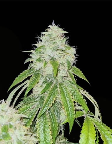 Sweets Biker Regular (Karma Genetics) 🏍️ Potencia y Aroma