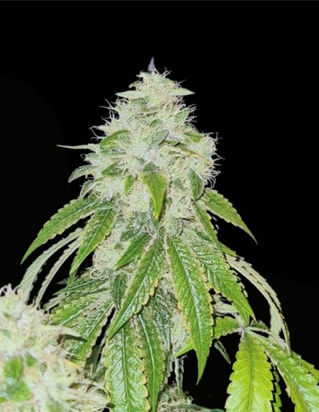 Sweets Biker Regular (Karma Genetics) 🏍️ Potencia y Aroma