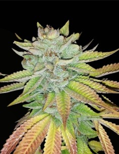 Tha Melon Regular (Karma Genetics) 🍈 Bomba de Terpenos