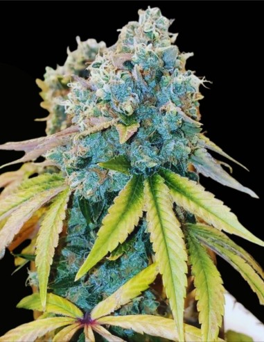 Sour Fire Tahoe Regular (Karma Genetics) 🔥 Potencia Sour OG