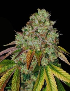 Sour Fire Tahoe Regular (Karma Genetics) 🔥 Potencia Sour OG 2