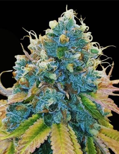 Sour Fire Tahoe Regular (Karma Genetics) 🔥 Potencia Sour OG